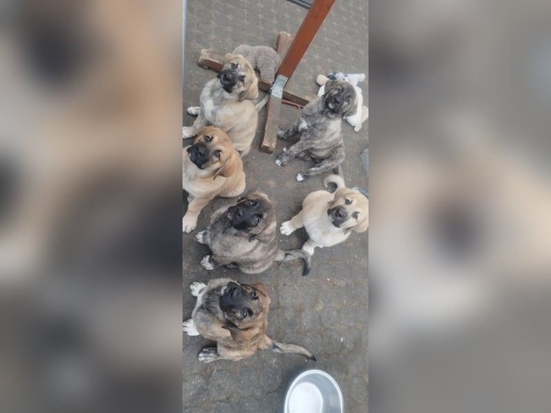 Kangal Kaukase Mischlinge