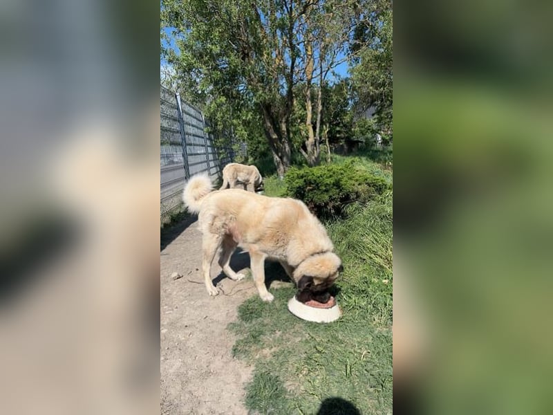Wir haben unsere beiden Kangalen abzugegeben (Wachhunde)