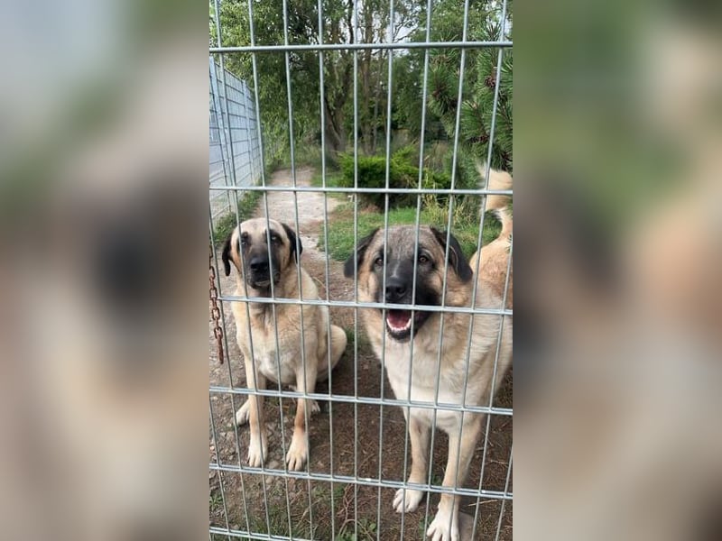 Wir haben unsere beiden Kangalen abzugegeben (Wachhunde)