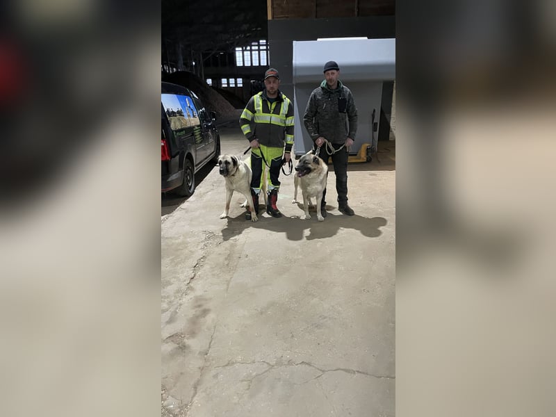 Wir haben unsere beiden Kangalen abzugegeben (Wachhunde)