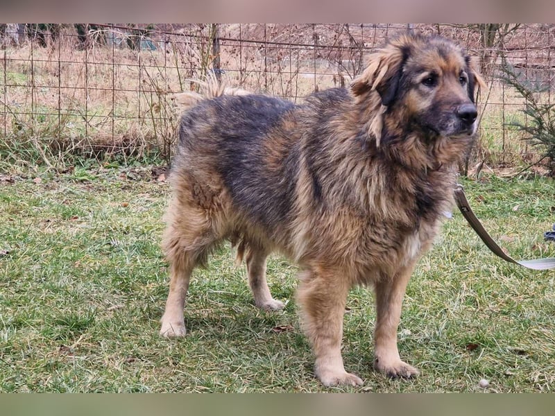 Bruce ❤️ so lieber + verträglicher Rüde!
