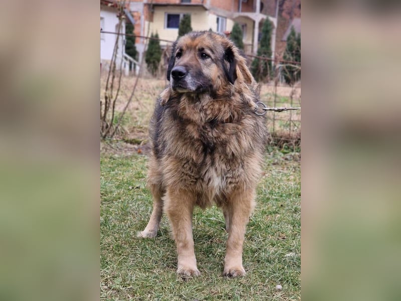 Bruce ❤️ so lieber + verträglicher Rüde!