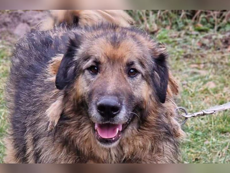 Bruce ❤️ so lieber + verträglicher Rüde!