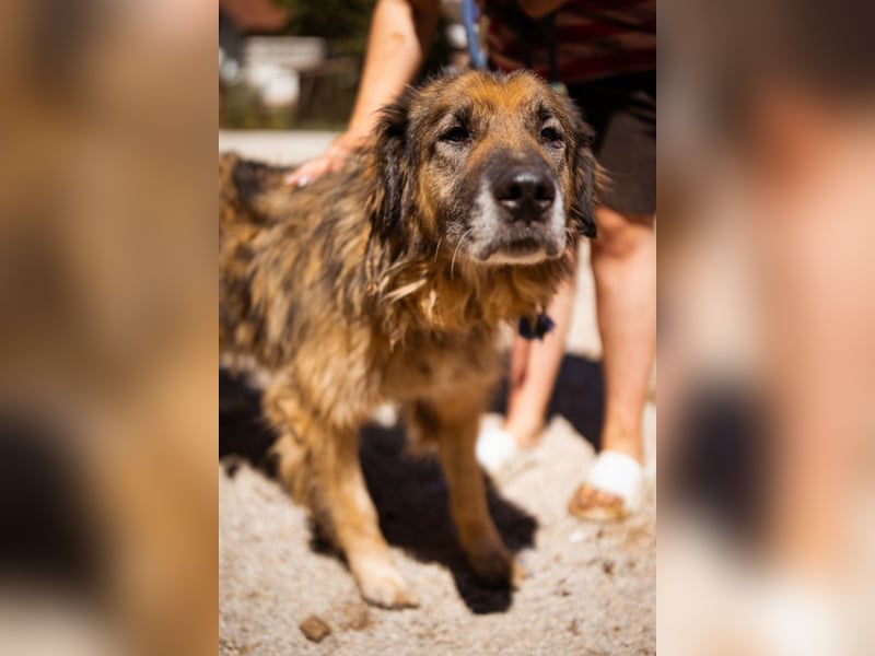Bruce ❤️ so lieber + verträglicher Rüde!