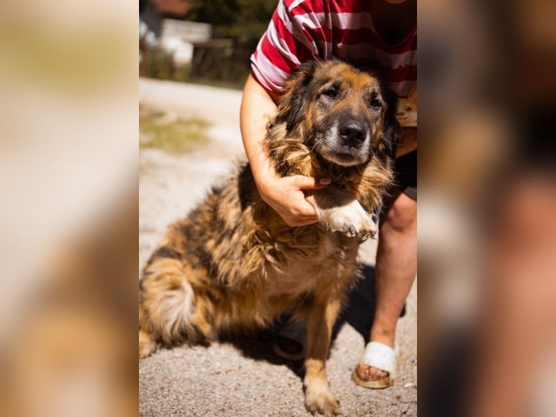Bruce ❤️ so lieber + verträglicher Rüde!