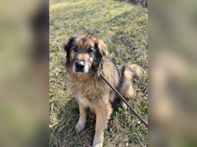 Bruce ❤️ so lieber + verträglicher Rüde!