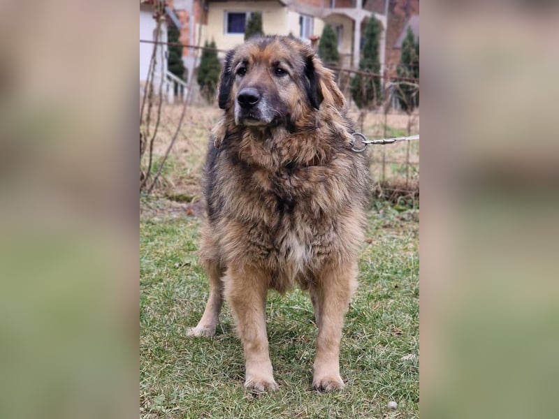 Bruce ❤️ so lieber + verträglicher Rüde!