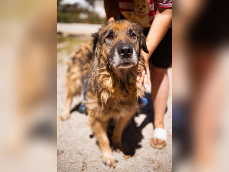 Bruce ❤️ so lieber + verträglicher Rüde!