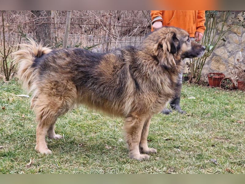 Bruce ❤️ so lieber + verträglicher Rüde!