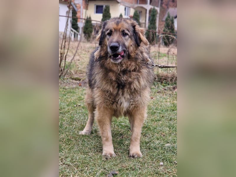 Bruce ❤️ so lieber + verträglicher Rüde!