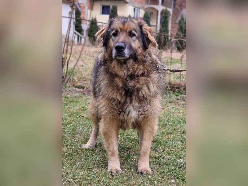 Bruce ❤️ so lieber + verträglicher Rüde!