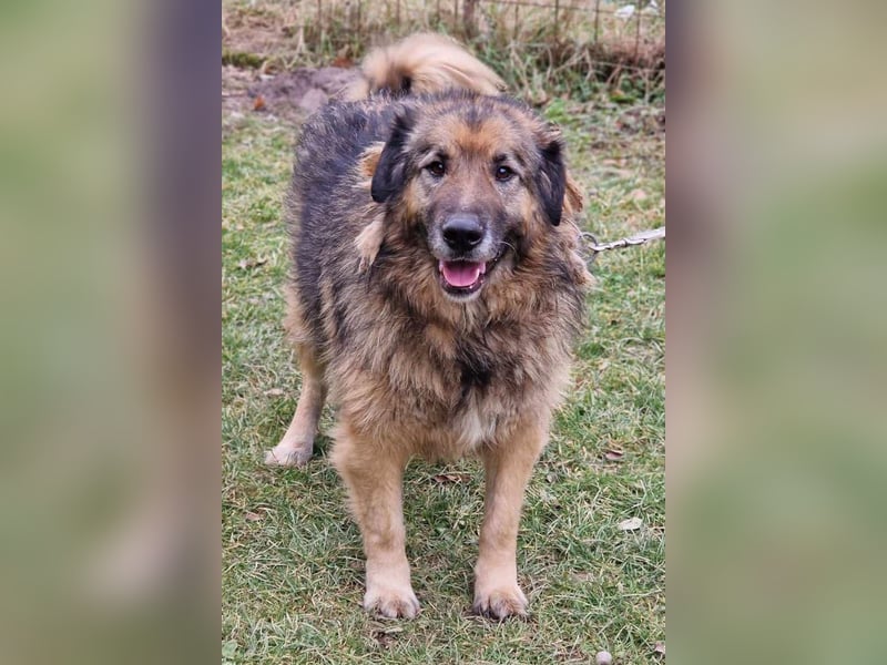 Bruce ❤️ so lieber + verträglicher Rüde!