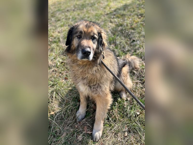 Bruce ❤️ so lieber + verträglicher Rüde!