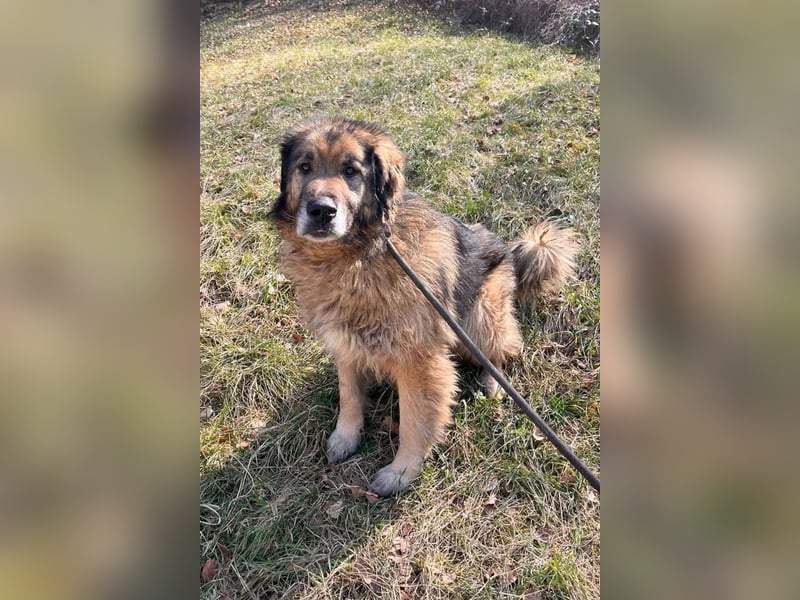 Bruce ❤️ so lieber + verträglicher Rüde!