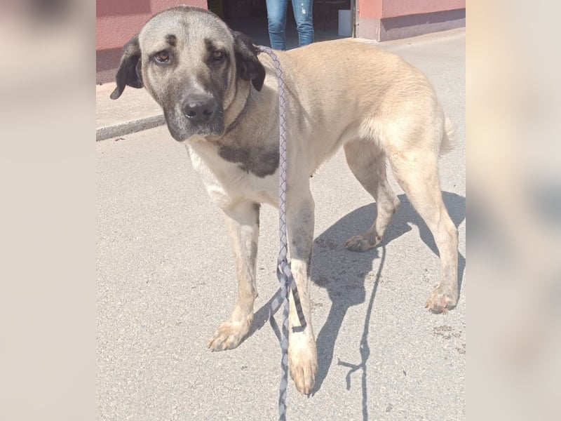 große Kangal Mischlings-Hündin Gertruda sucht ein passendes Zuhause