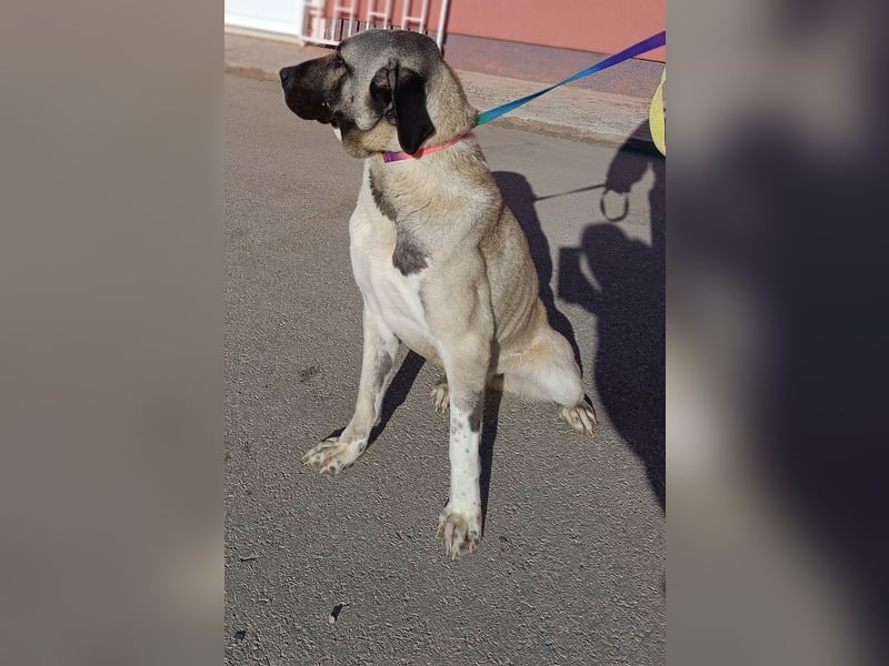 große Kangal Mischlings-Hündin Gertruda sucht ein passendes Zuhause