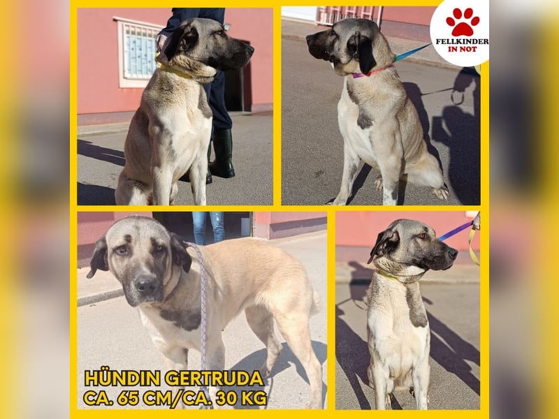 große Kangal Mischlings-Hündin Gertruda sucht ein passendes Zuhause