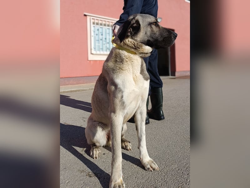 große Kangal Mischlings-Hündin Gertruda sucht ein passendes Zuhause