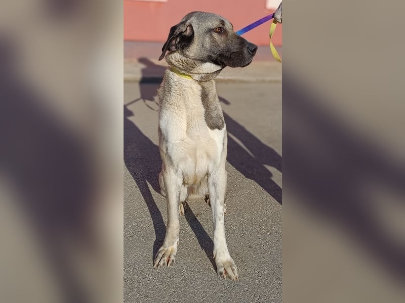 große Kangal Mischlings-Hündin Gertruda sucht ein passendes Zuhause
