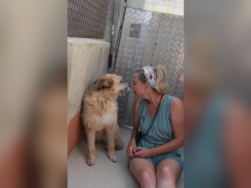 Bildhübsche BIMBA-ruhig und lieb, wartet sie sehnsüchtig auf ihr liebevolles Zuhause