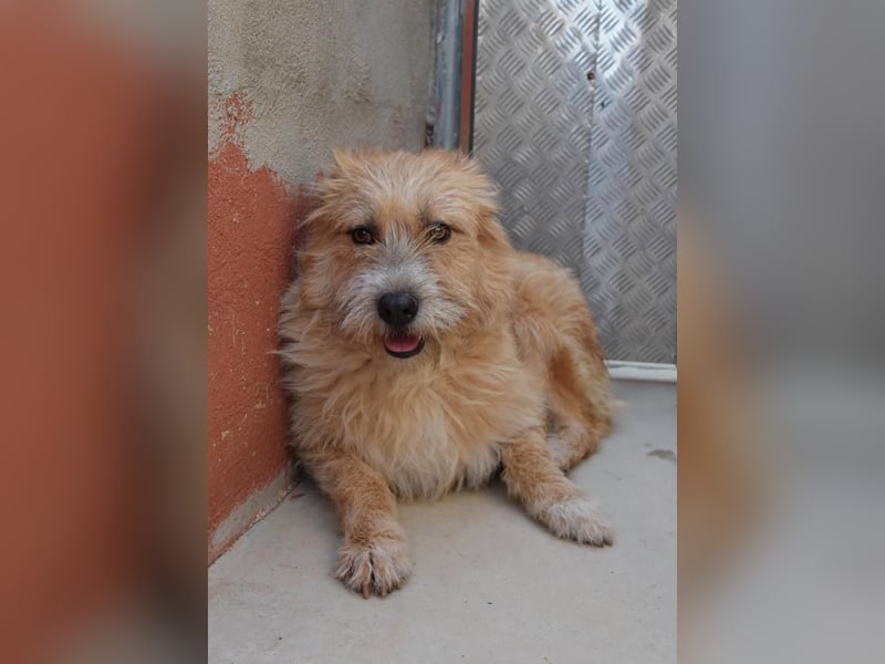 Bildhübsche BIMBA-ruhig und lieb, wartet sie sehnsüchtig auf ihr liebevolles Zuhause