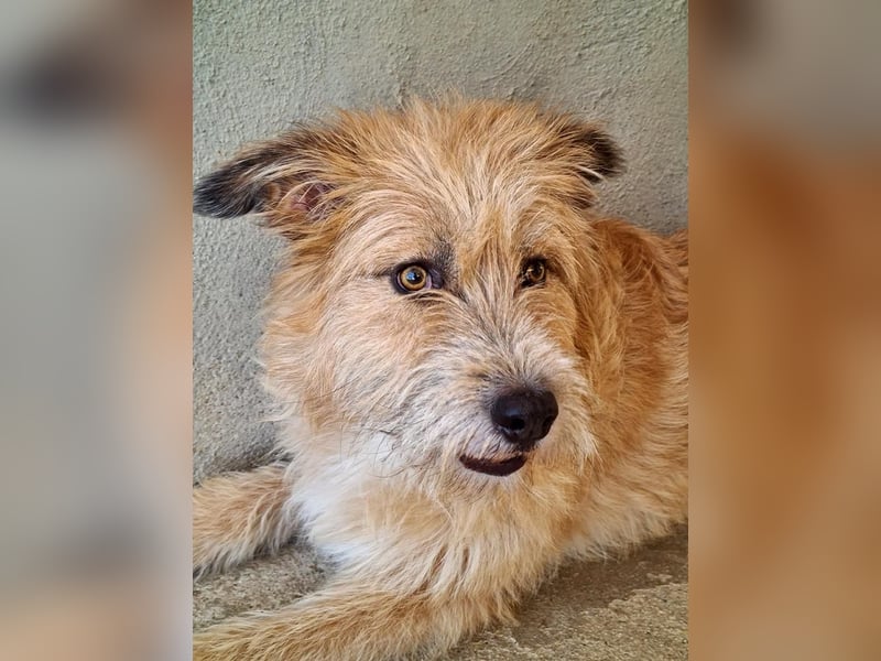 Bildhübsche BIMBA-ruhig und lieb, wartet sie sehnsüchtig auf ihr liebevolles Zuhause