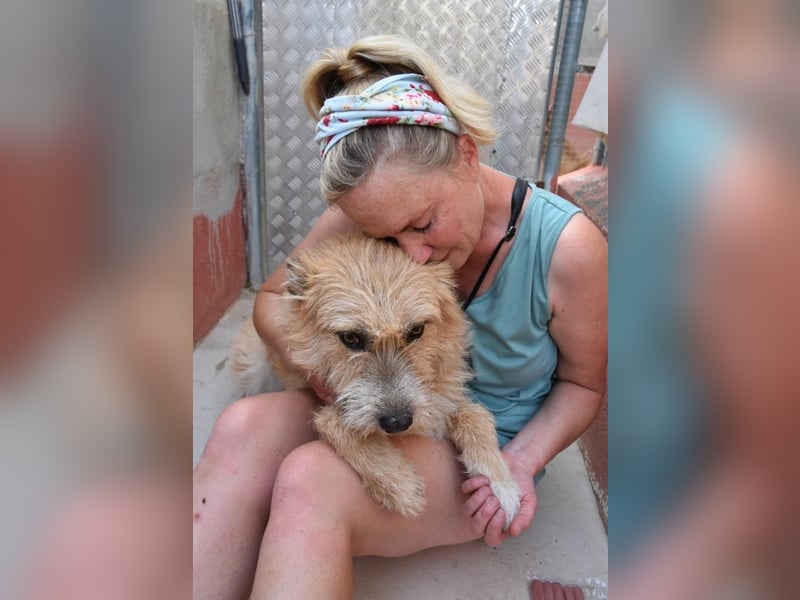 Bildhübsche BIMBA-ruhig und lieb, wartet sie sehnsüchtig auf ihr liebevolles Zuhause