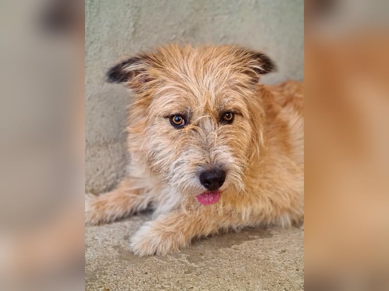 Bildhübsche BIMBA-ruhig und lieb, wartet sie sehnsüchtig auf ihr liebevolles Zuhause