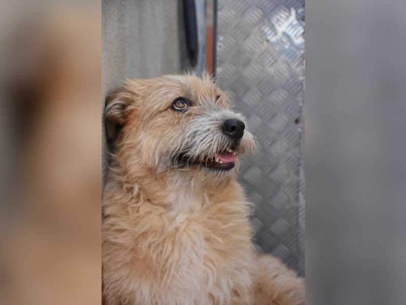 Bildhübsche BIMBA-ruhig und lieb, wartet sie sehnsüchtig auf ihr liebevolles Zuhause