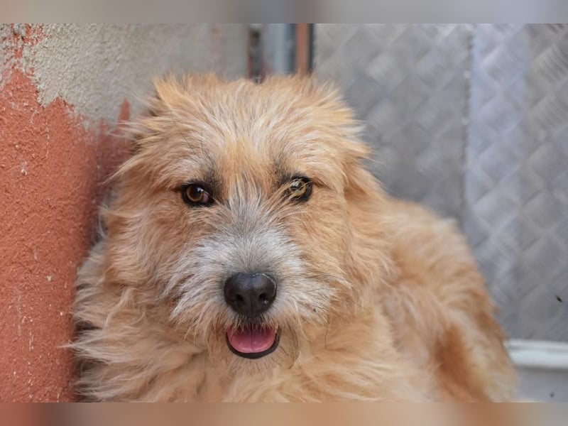 Bildhübsche BIMBA-ruhig und lieb, wartet sie sehnsüchtig auf ihr liebevolles Zuhause