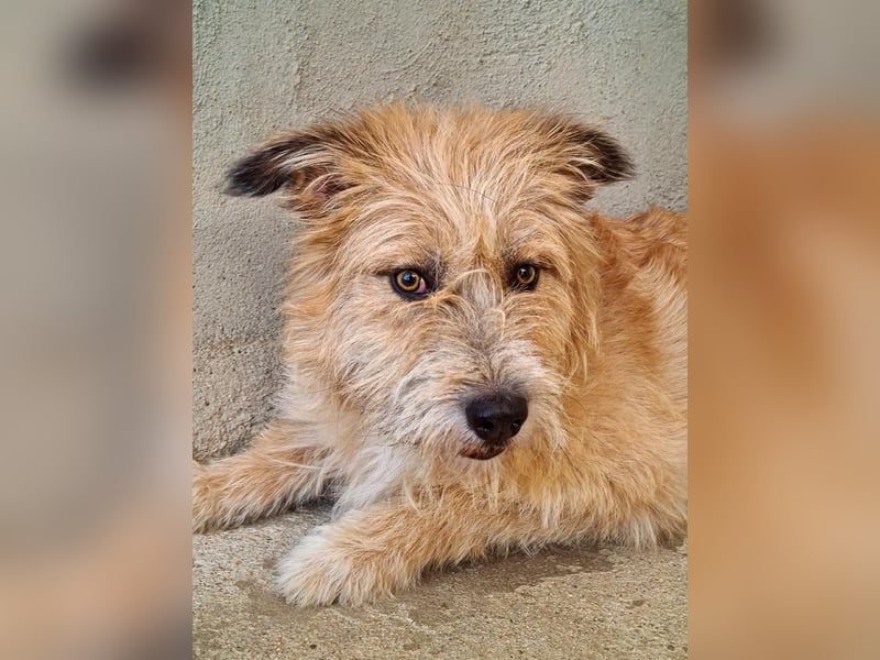 Bildhübsche BIMBA-ruhig und lieb, wartet sie sehnsüchtig auf ihr liebevolles Zuhause