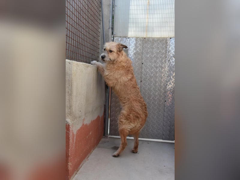 Bildhübsche BIMBA-ruhig und lieb, wartet sie sehnsüchtig auf ihr liebevolles Zuhause