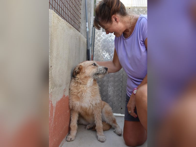 Bildhübsche BIMBA-ruhig und lieb, wartet sie sehnsüchtig auf ihr liebevolles Zuhause