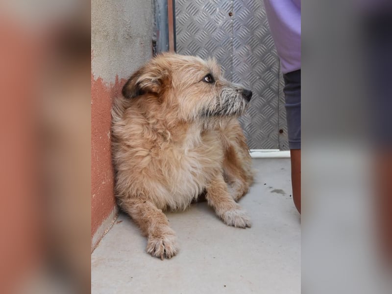 Bildhübsche BIMBA-ruhig und lieb, wartet sie sehnsüchtig auf ihr liebevolles Zuhause