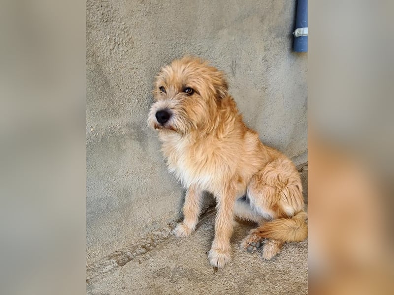 Bildhübsche BIMBA-ruhig und lieb, wartet sie sehnsüchtig auf ihr liebevolles Zuhause