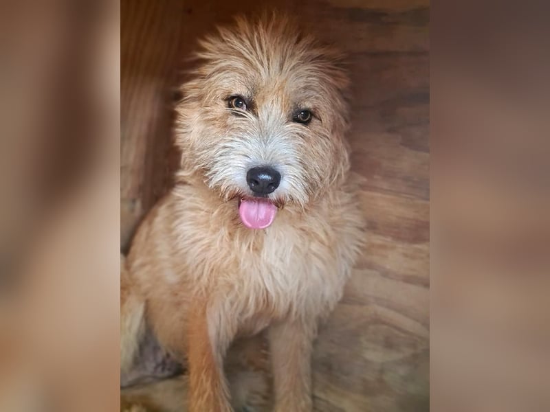 Bildhübsche BIMBA-ruhig und lieb, wartet sie sehnsüchtig auf ihr liebevolles Zuhause