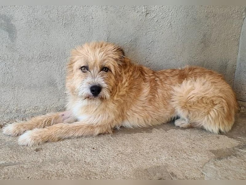 Bildhübsche BIMBA-ruhig und lieb, wartet sie sehnsüchtig auf ihr liebevolles Zuhause
