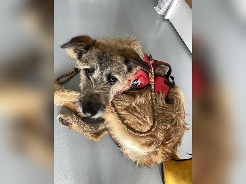 Golfo sucht sensible Menschen