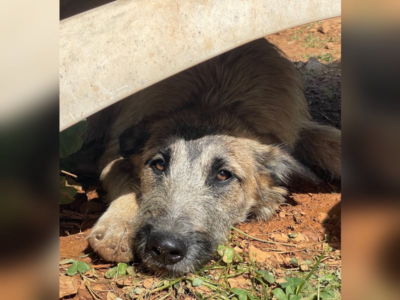 Golfo sucht sensible Menschen