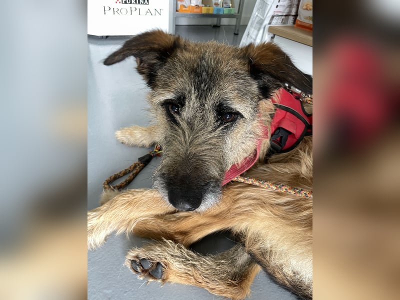 Golfo sucht sensible Menschen