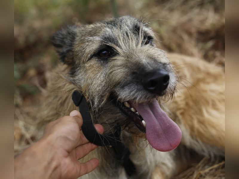 GOLFO sucht sensible Menschen