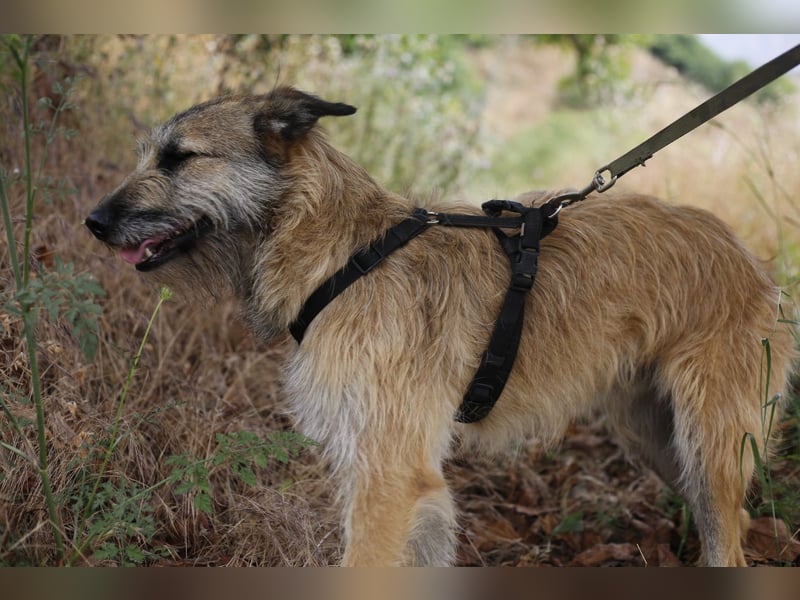 GOLFO sucht sensible Menschen