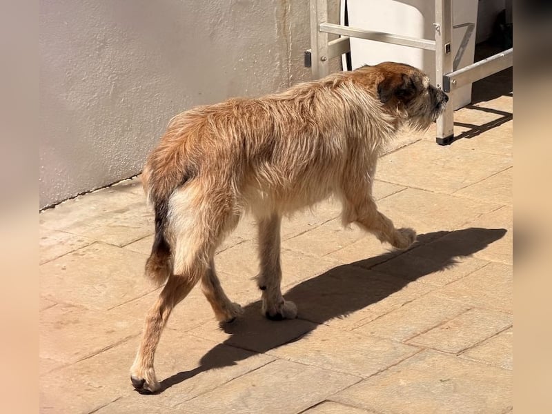 GOLFO sucht sensible Menschen