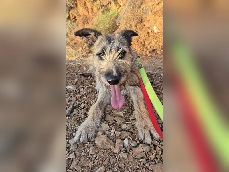 GOLFO sucht sensible Menschen