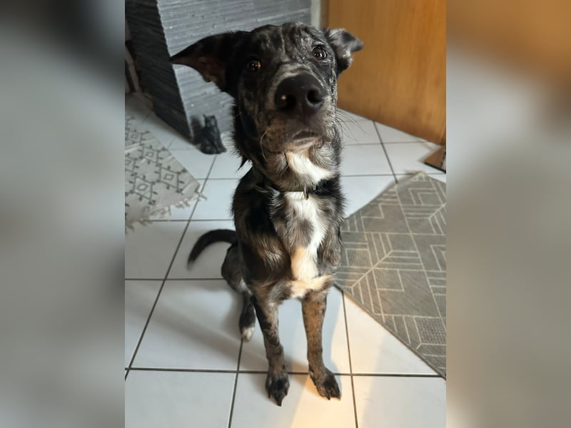 Loki möchte dein Herz erobern