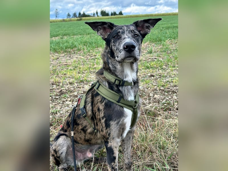 Loki möchte dein Herz erobern