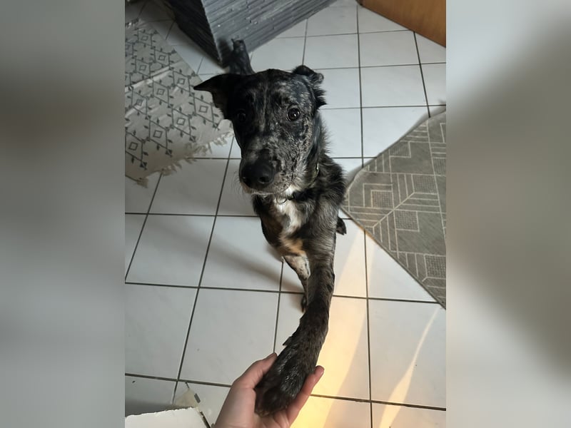 Loki möchte dein Herz erobern