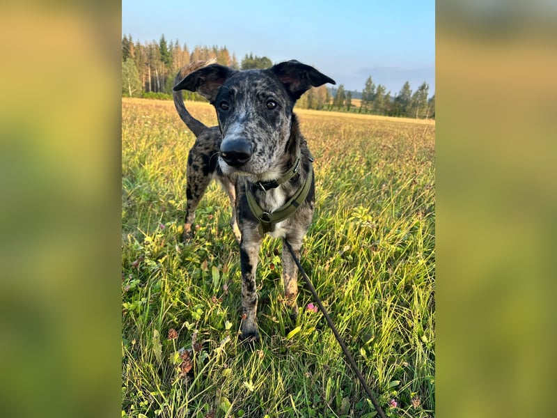 Loki möchte dein Herz erobern