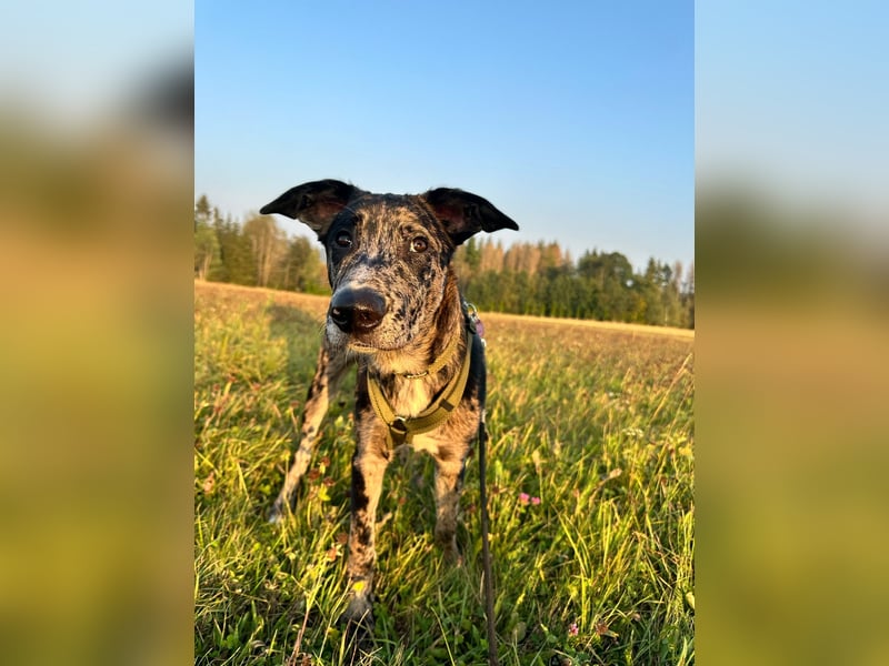 Loki möchte dein Herz erobern