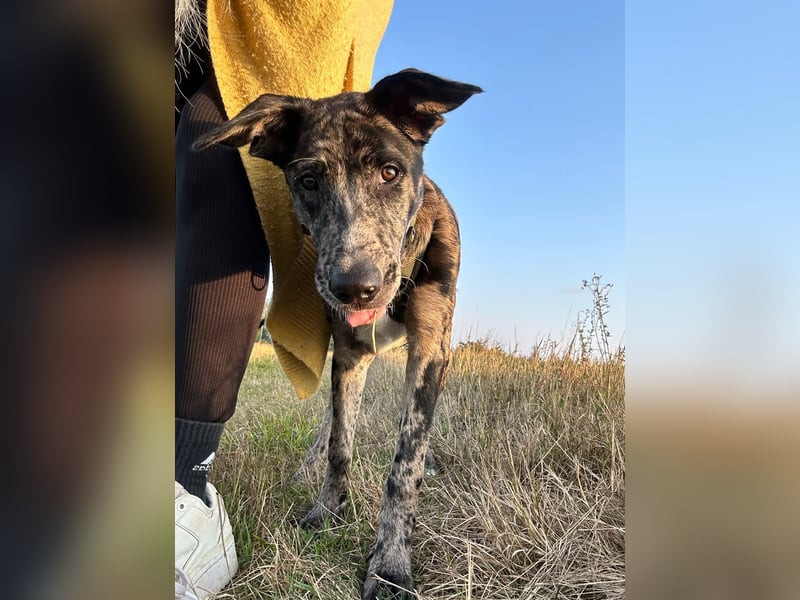 LOKI möchte dein Herz erobern!